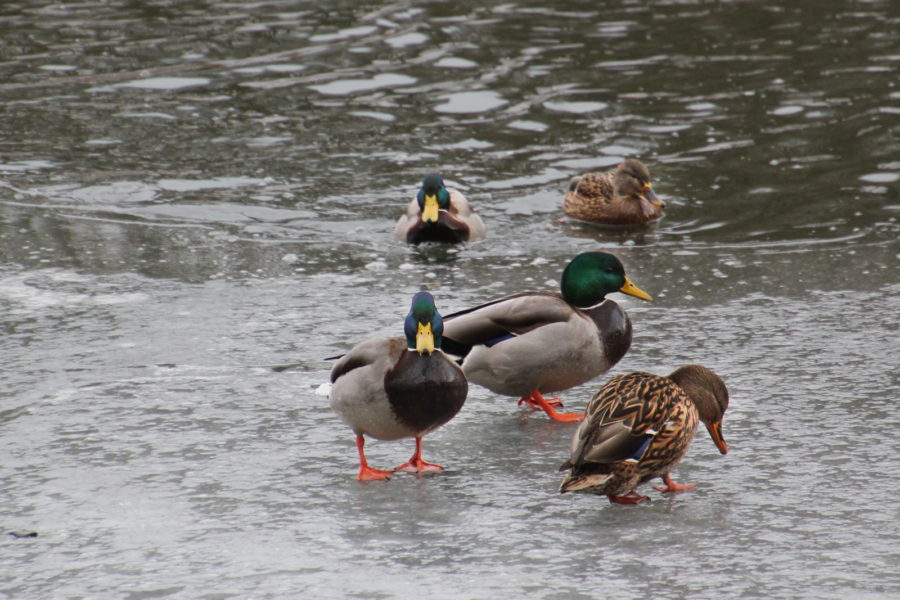 Eiskaltes Wasser Untere Monatsbilder