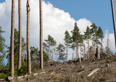 Zerstörte Natur