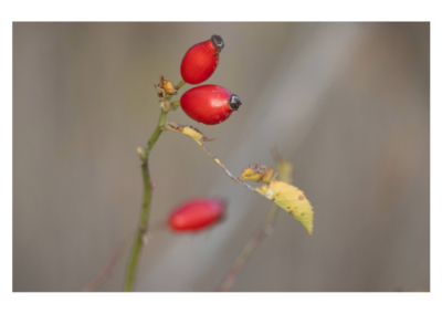 Herbstabschied