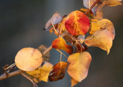 Herbstliche Farben in der Natur