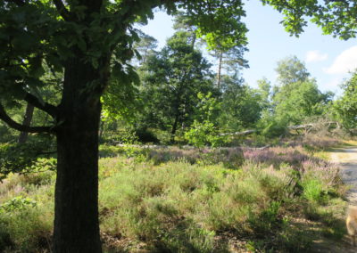 Herbstliche Farben in der Natur