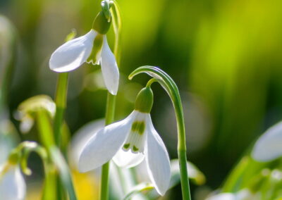 Frühlingsblumen | Blühende Bäume
